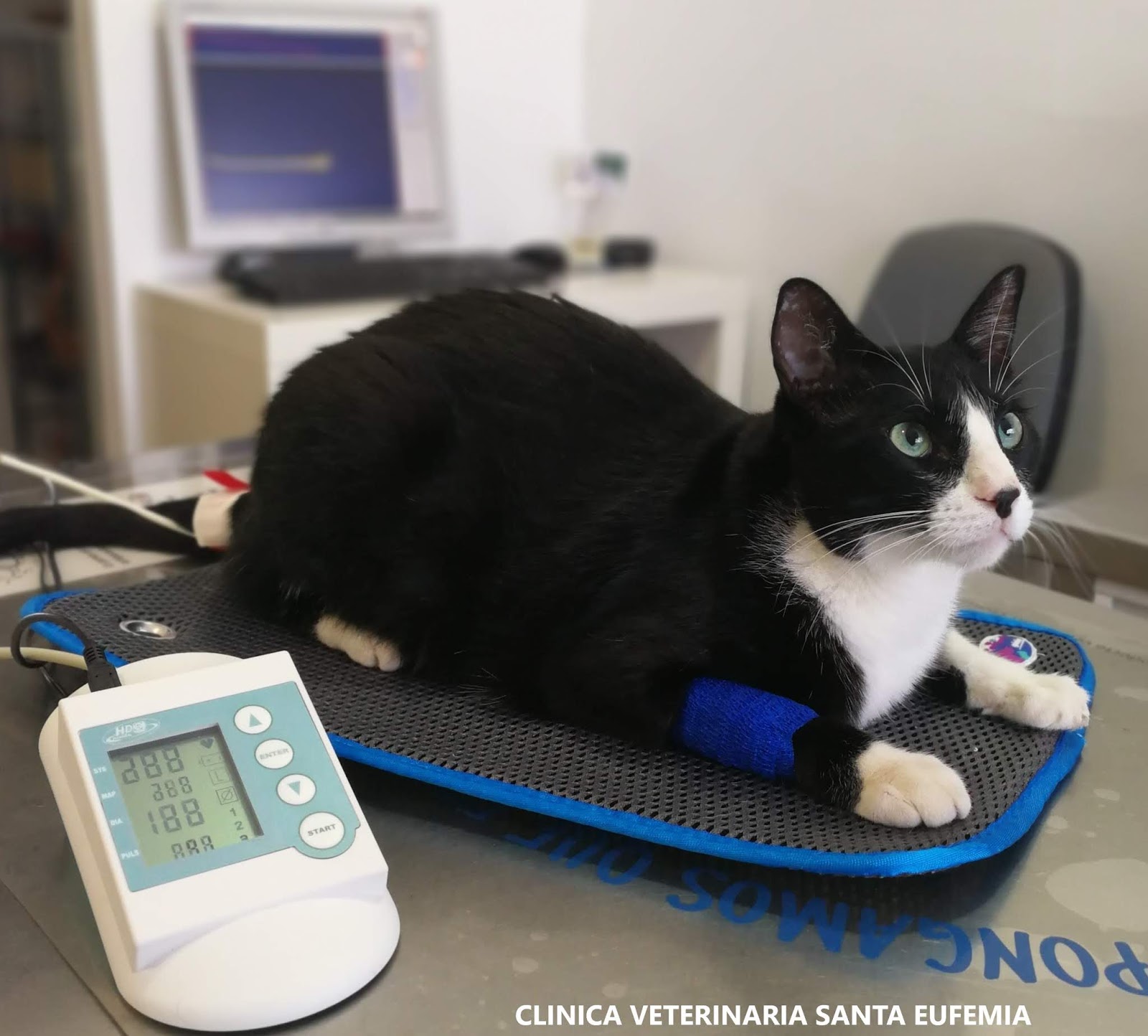 Foto de gato en la clínica veterinaria Santa Eufemia siendo controlado en un tensiómetro especial para gatos.