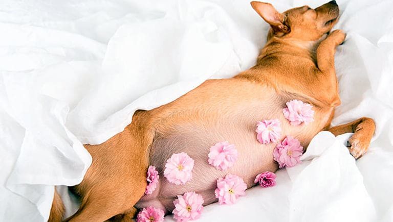 Foto ilustrativa sobre el embarazo psicólogico en perros. Una perra chihuahua embarazada está recostada sobre una cama. Sobre sus pezones hay flores, para representar de forma alegórica este trastorno.