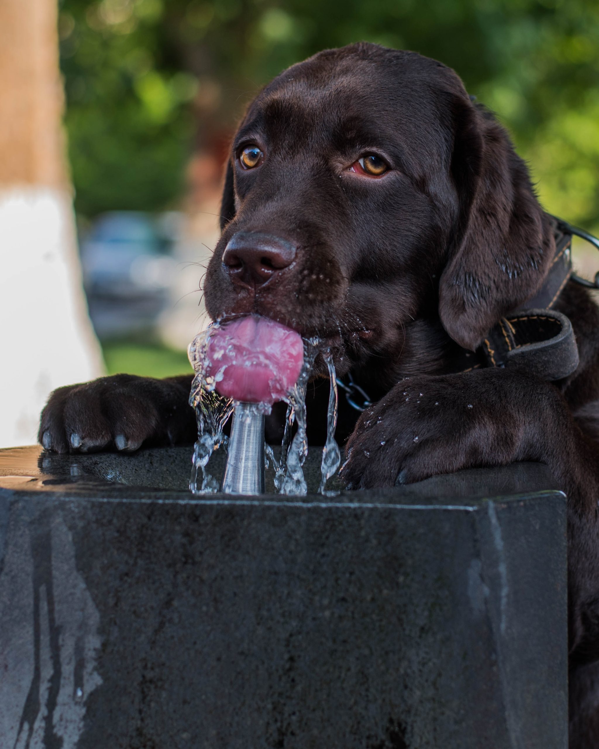 Foto ilustrativa sobre el golpe de calor en las mascotas como perros y gatos. Aparece un perro bebiendo agua en una fuente pública, en la calle.