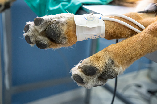 Foto de detalle de las almohadillas de las patas delanteras de un perro que está recostado en una camilla del veterinario. Se ve que está sedado, preparado para una cirugía. En Clínica Santa Eufemia te ofrecemos los mejores servicios veterinarios.