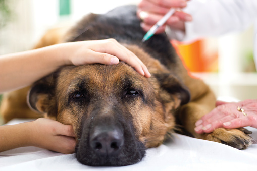 Foto de perro de raza pastor alemán siendo calmado por su dueña y el veterinario mientras le hacen una exploración médica. En Clínica Santa Eufemia te ofrecemos los mejores servicios veterinarios.
