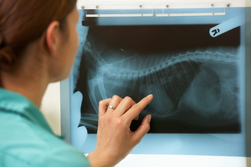 Foto de mujer veterinaria examinando una radiografía del cuerpo de un perro de tamaño medio. En Clínica Santa Eufemia te ofrecemos los mejores servicios veterinarios.