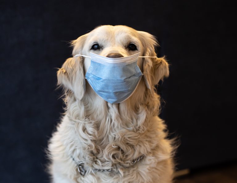Foto ilustrativa sobre la tos de las perreras, donde un perro aparece con una mascarilla quirúrgica sobre su boca.