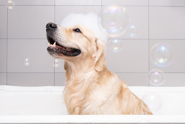 Foto de un perro de raza Golden Retriever siendo bañado, se le ve contento y limpio. En Clínica Santa Eufemia te ofrecemos los mejores servicios veterinarios.
