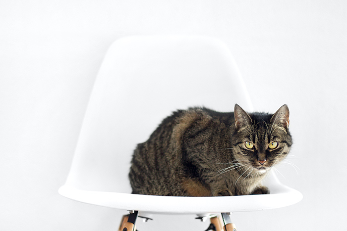 Foto de un gato sentido en una silla de la sala de espera de un veterinario.