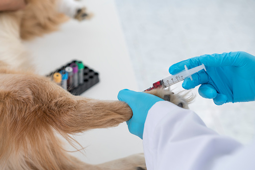 Foto donde un veterinario le extrae sangre a un perro para hacerle un análisis clínico. En Clínica Santa Eufemia te ofrecemos los mejores servicios veterinarios.